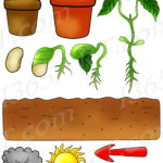 New Zealand Food Clipart Set Download - Clipart 4 School