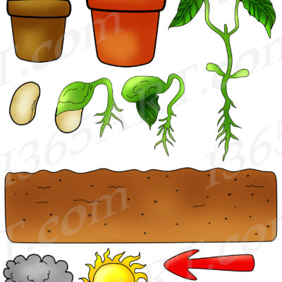 Plant Life Cycle Clipart