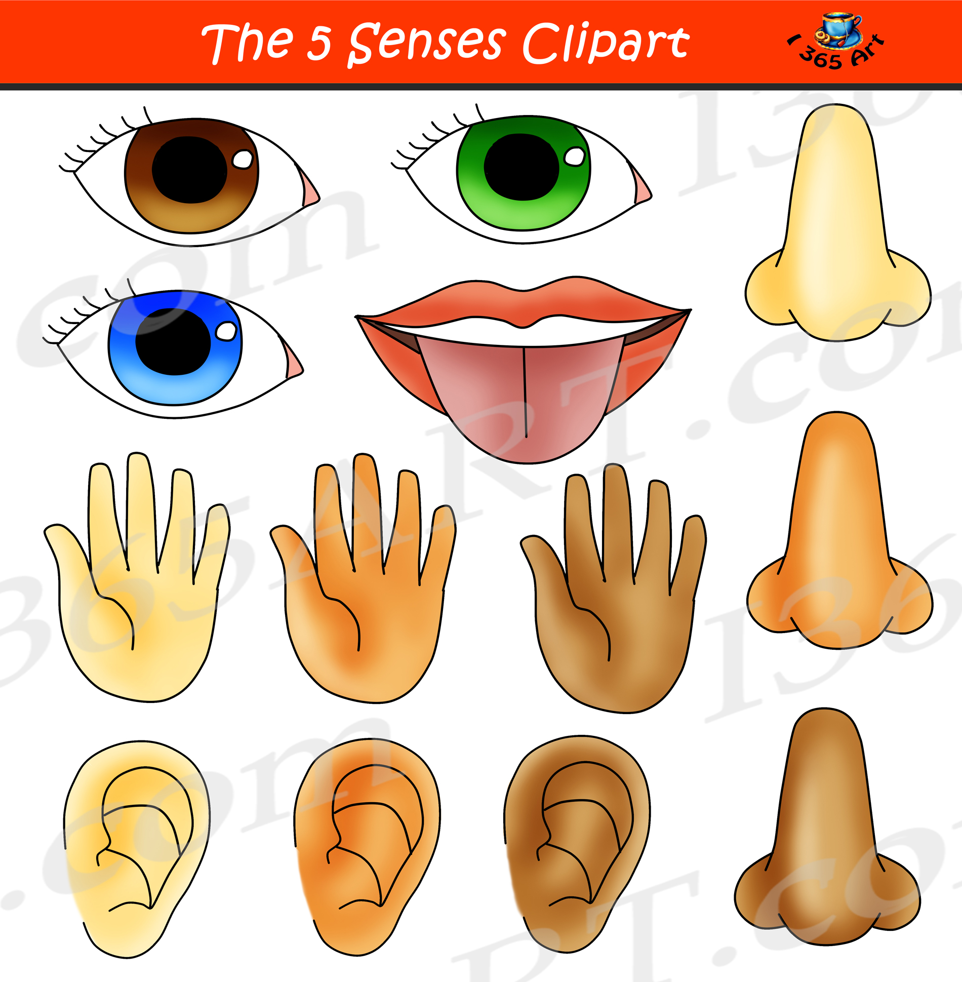5 Senses Clipart Bundle Graphic Set Educational Images Clipart 4 School