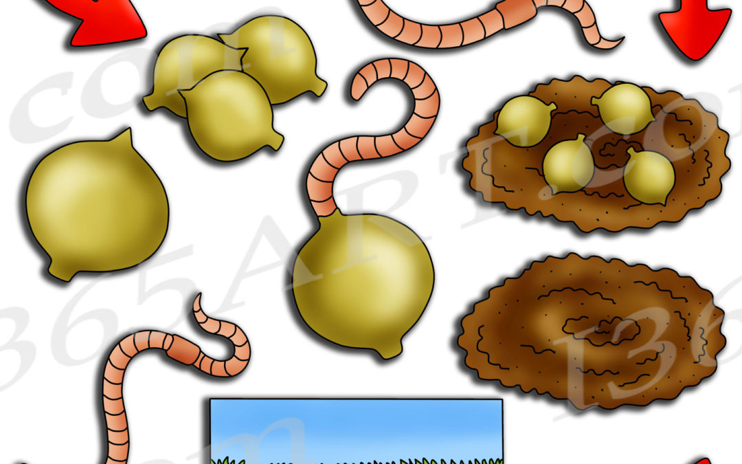 Earthworm Life Cycle Clipart Bundle