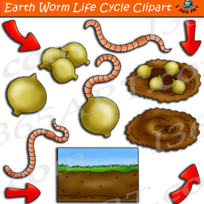 earthworm life cycle clipart
