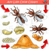 Ant Life Cycle Clipart Bundle - Clipart 4 School