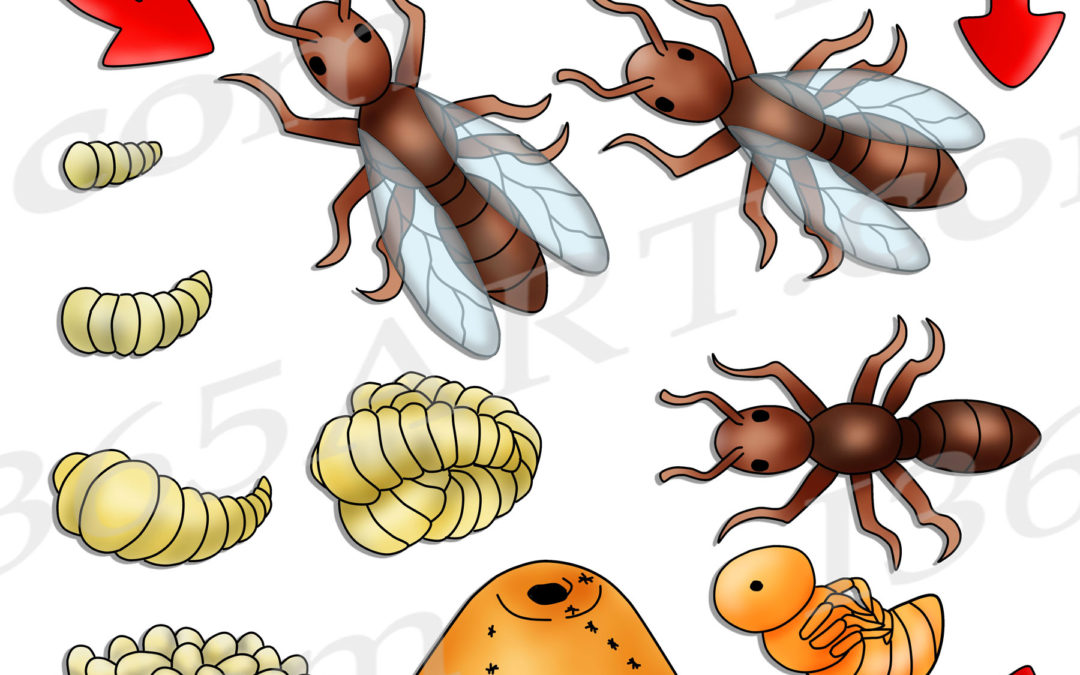 Ant Life Cycle Clipart Bundle