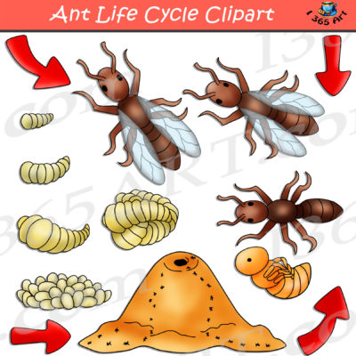 ant life cycle clipart
