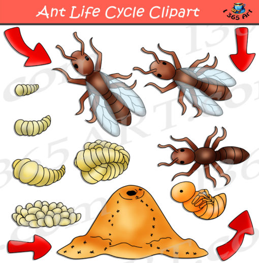 ant life cycle clipart