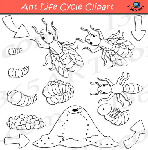 ant life cycle clipart black and white