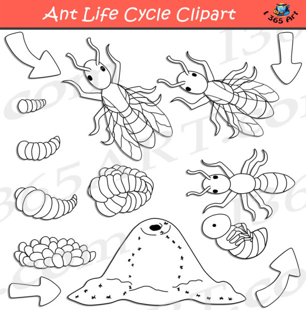 Ant Life Cycle Clipart Bundle - Clipart 4 School