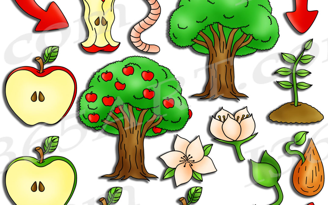 Apple Life Cycle Clipart Bundle Pack