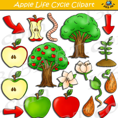 apple life cycle clipart