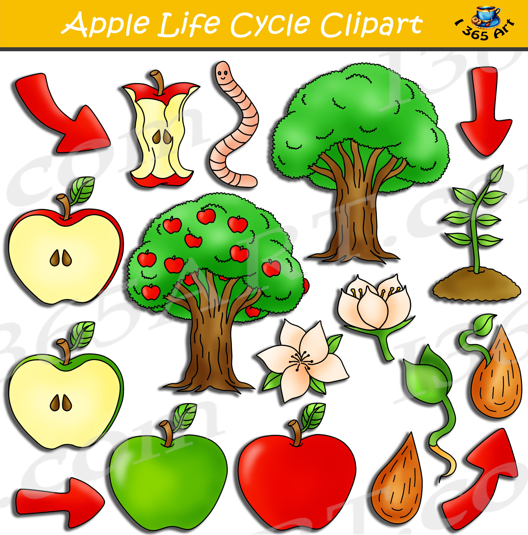 life cycle of an apple cut and paste