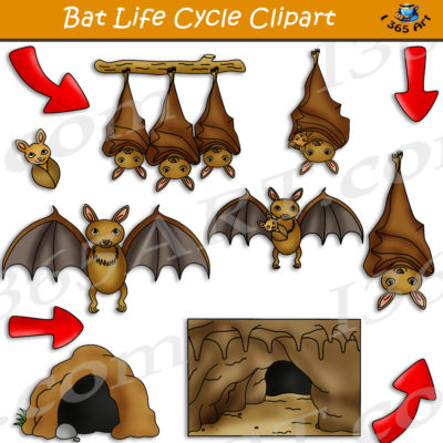 bat life cycle clipart