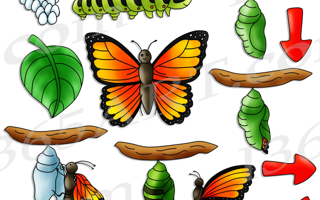 Butterfly Life Cycle Clipart Bundle
