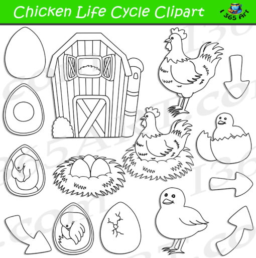 chicken life cycle clipart black and white