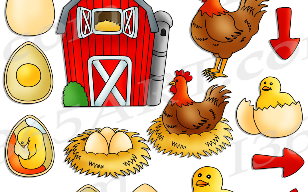 Chicken Life Cycle Clipart Bundle