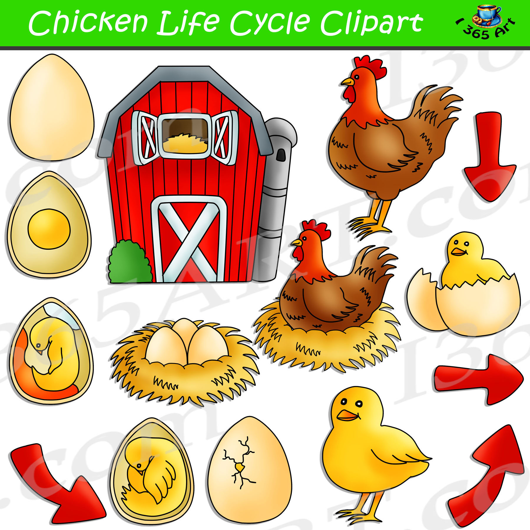 chicken-life-cycle-clipart-archives-clipart-4-school