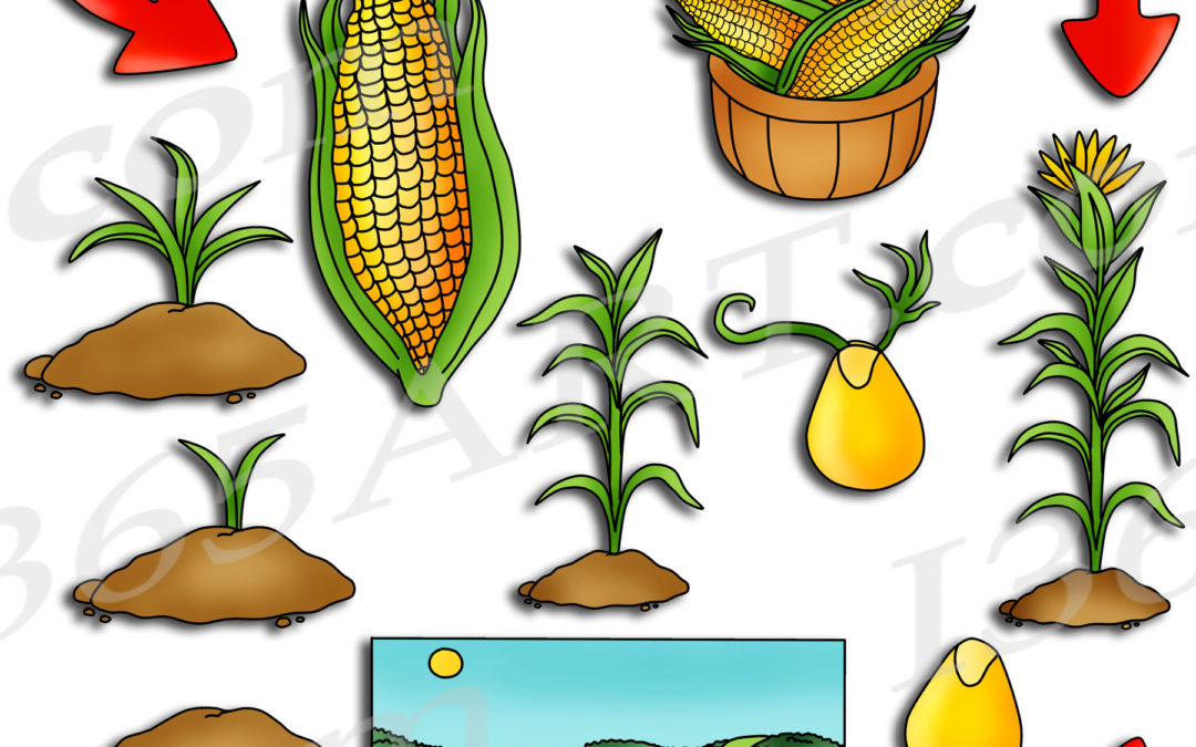 Corn Life Cycle Clipart Bundle Set