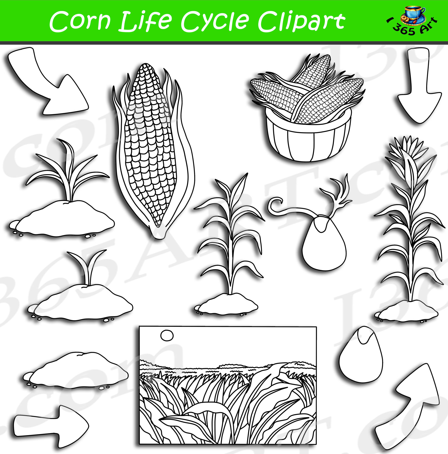 Download Corn Life Cycle Clipart Bundle Set - Clipart 4 School