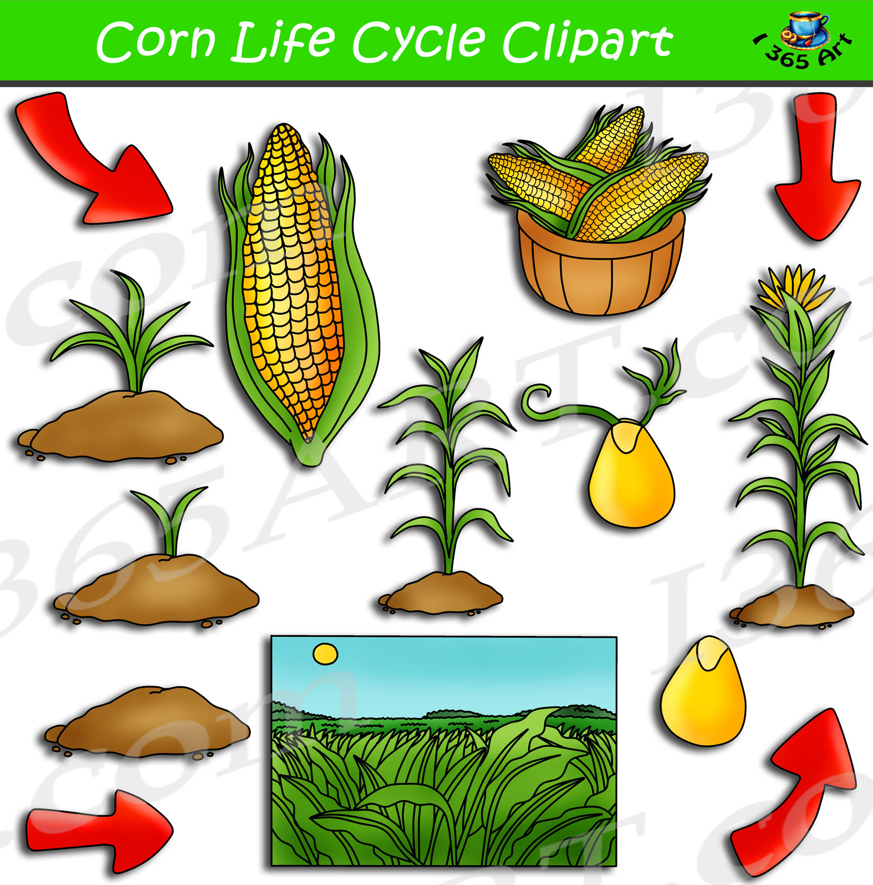 Corn Life Cycle Clipart Bundle Set Clipart 4 School