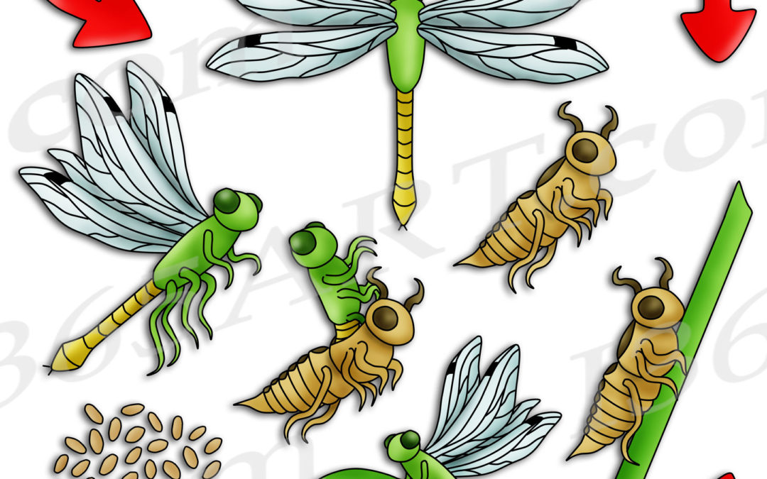 Dragonfly Life Cycle Clipart Bundle