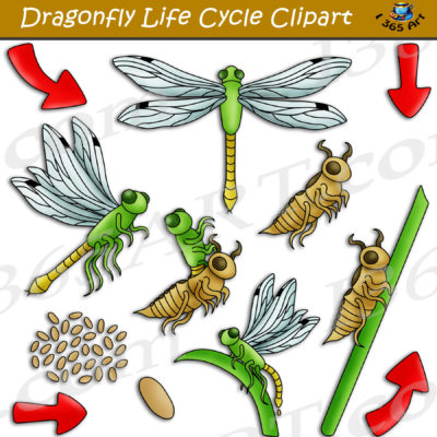 dragonfly life cycle clipart