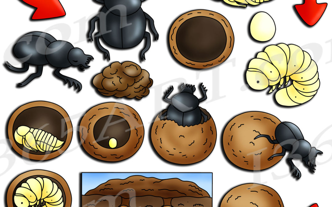 Dung Beetle Life Cycle Clipart Set