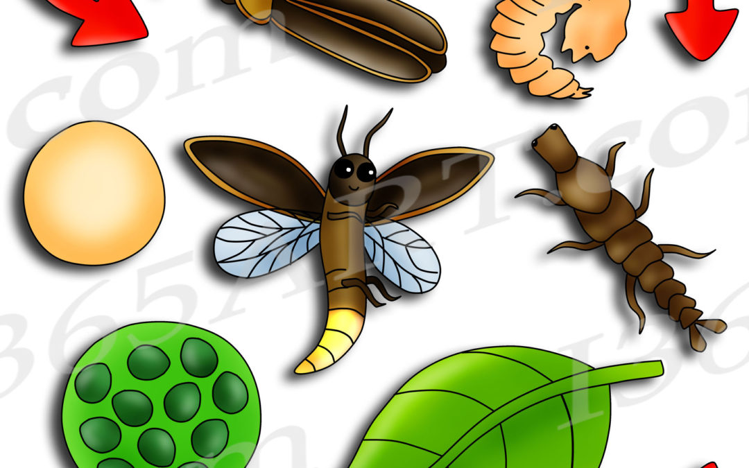 Firefly Life Cycle Clipart Graphics Bundle