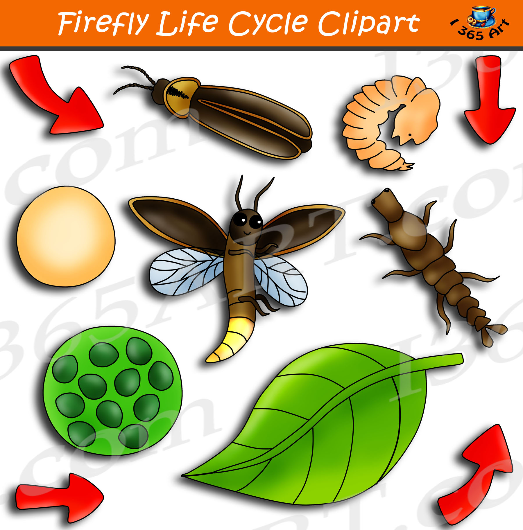 Firefly Life Cycle Clipart Graphics Bundle Clipart 4 School