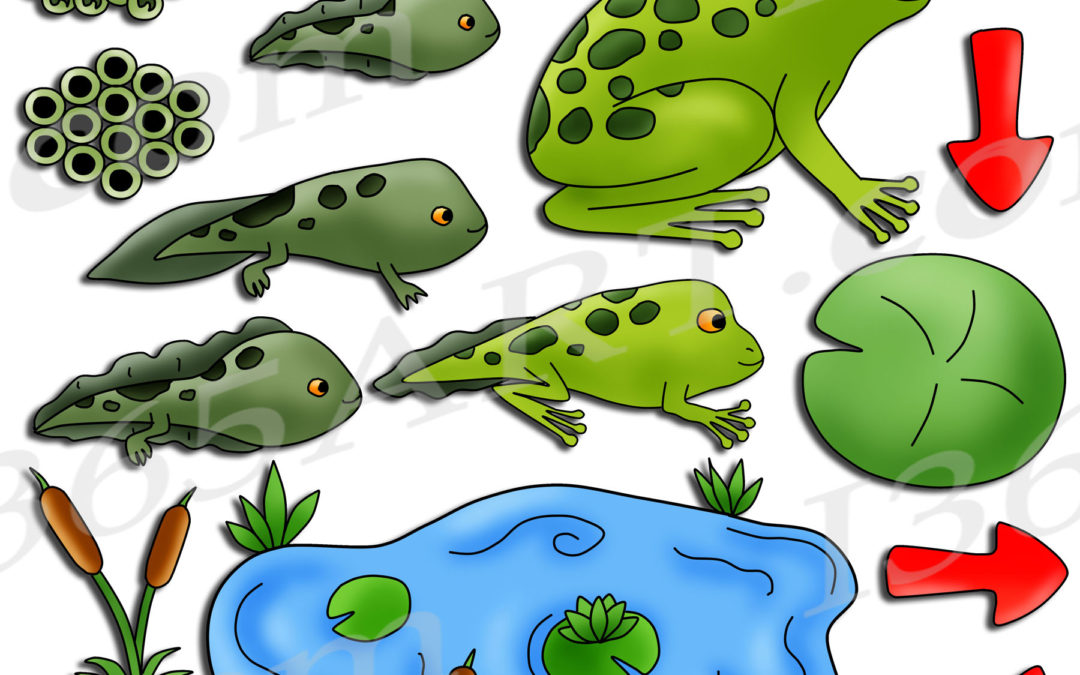 Frog Life Cycle Clipart Graphics Bundle
