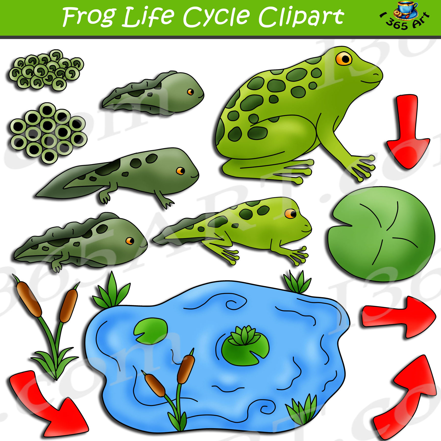 frog-life-cycle-clip-art-archives-clipart-4-school