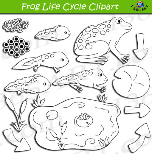 frog life cycle clipart black and white