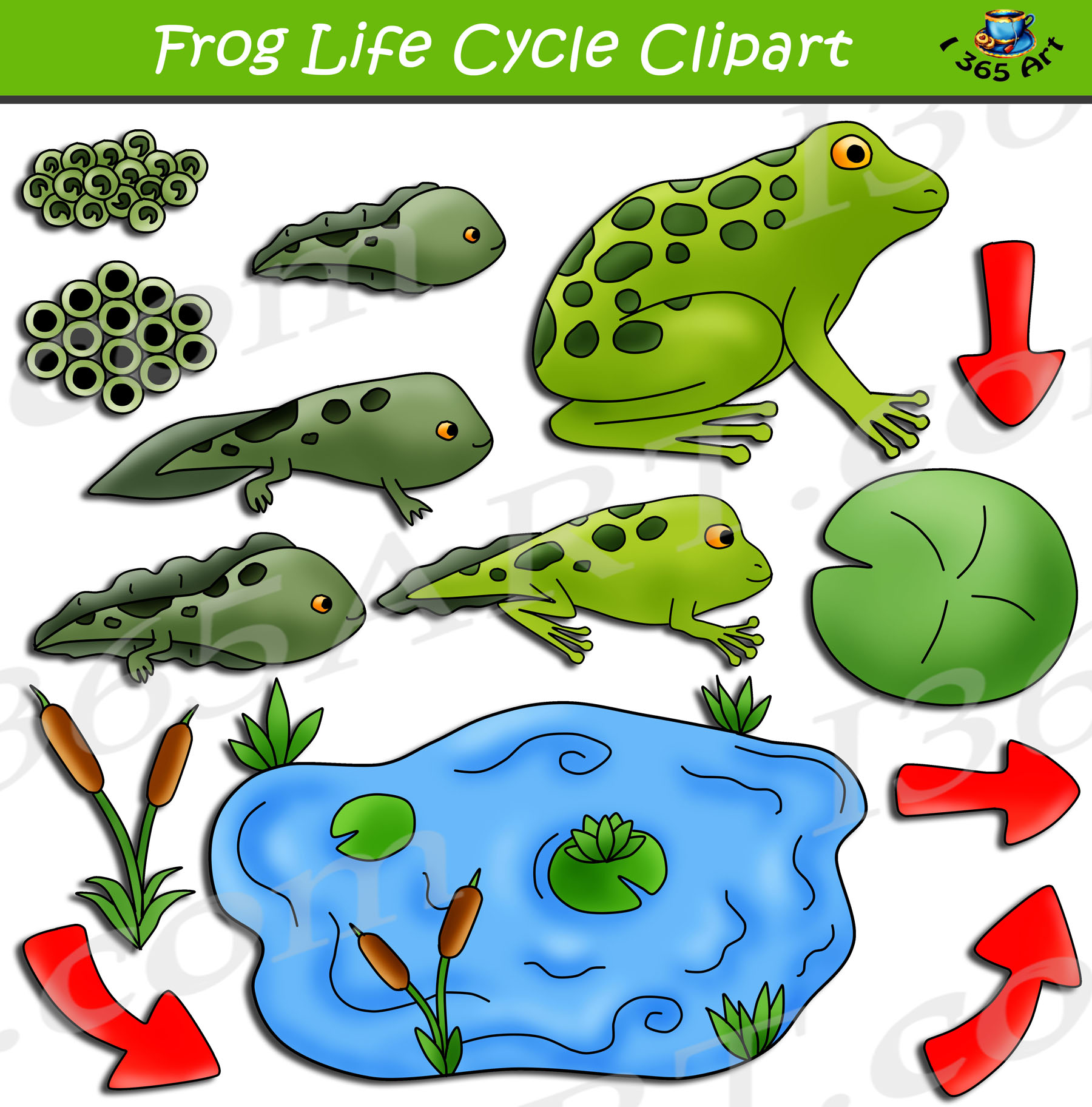 Frog Life Cycle Clipart Graphics Bundle Clipart 4 School