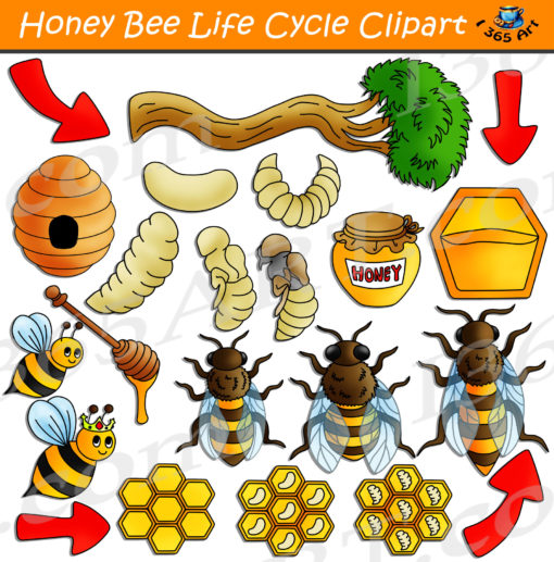 honey bee life cycle clipart