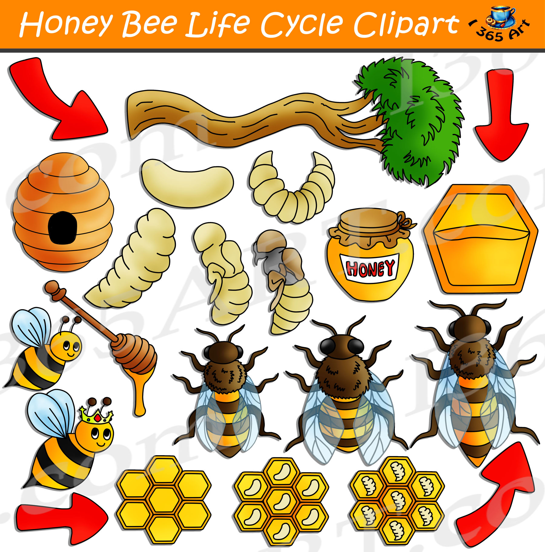 Download Honey Bee Life Cycle Clipart Bundle - Clipart 4 School