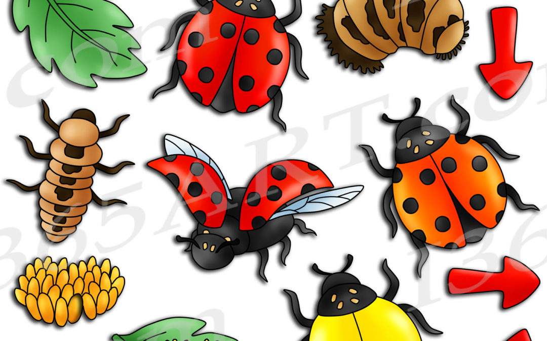 Ladybug Life Cycle Clipart Bundle