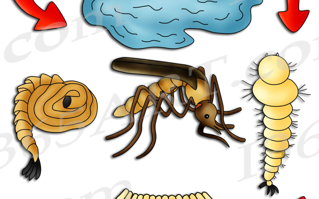 Mosquito Life Cycle Clipart Set Download
