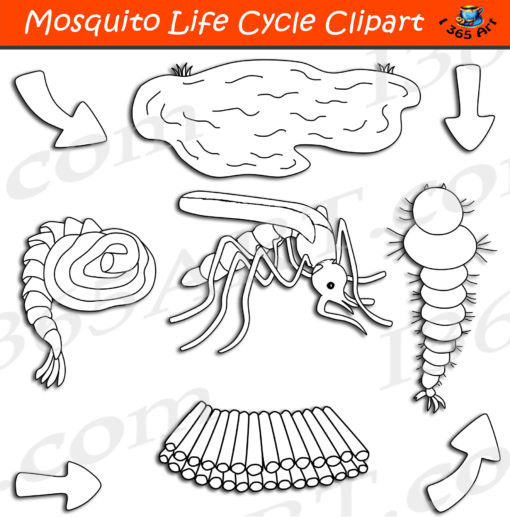 mosquito life cycle clipart black and white
