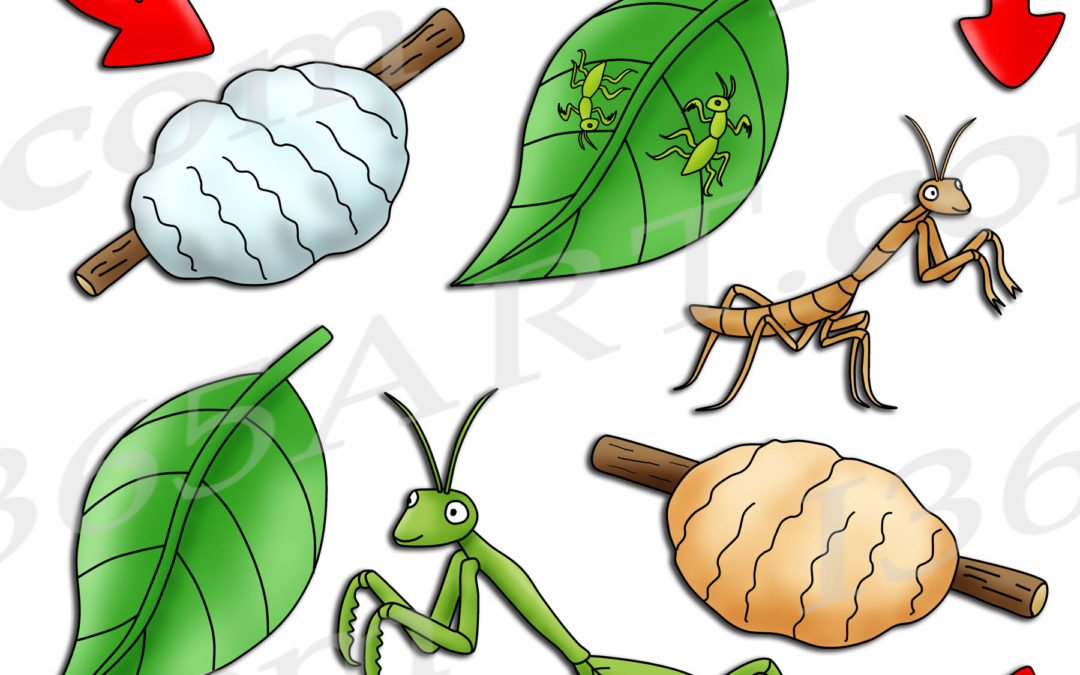 Praying Mantis Life Cycle Clipart Bundle