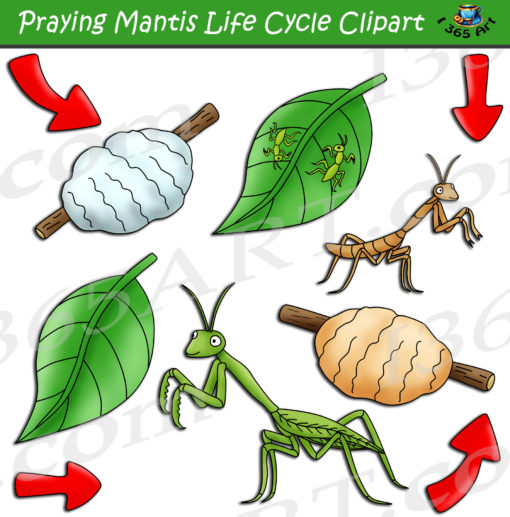 praying mantis life cycle clipart