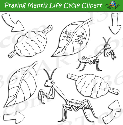 praying mantis life cycle clipart black and white