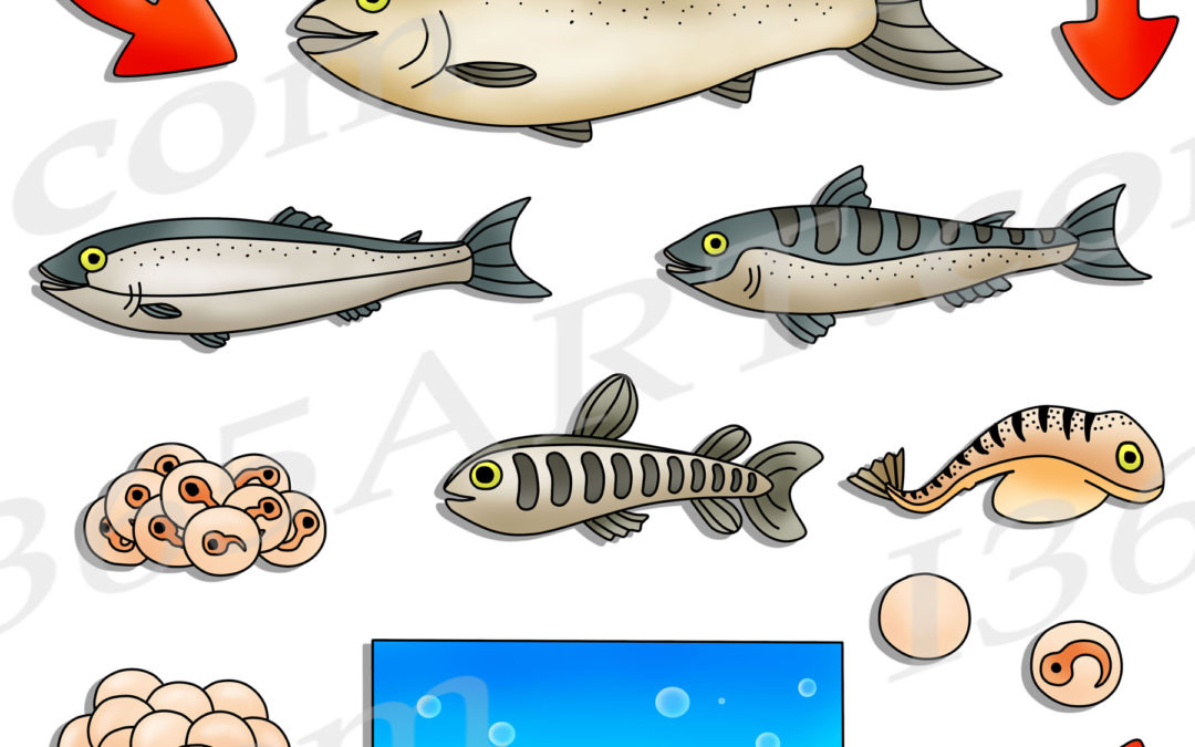 Salmon Life Cycle Clipart Bundle