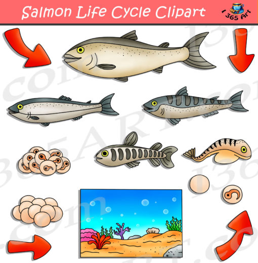 salmon life cycle clipart