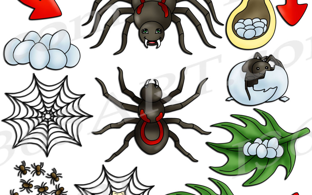 Spider Life Cycle Clipart Bundle Download