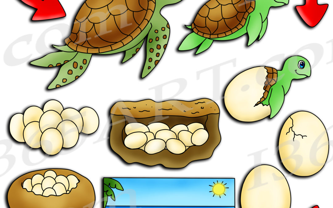 Sea Turtle Life Cycle Clipart Pack