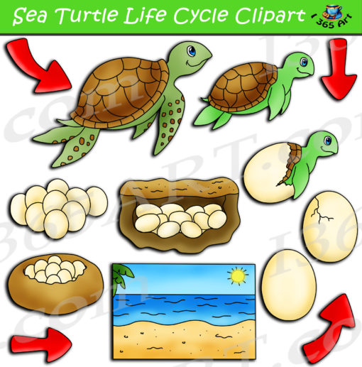 sea turtle life cycle clipart