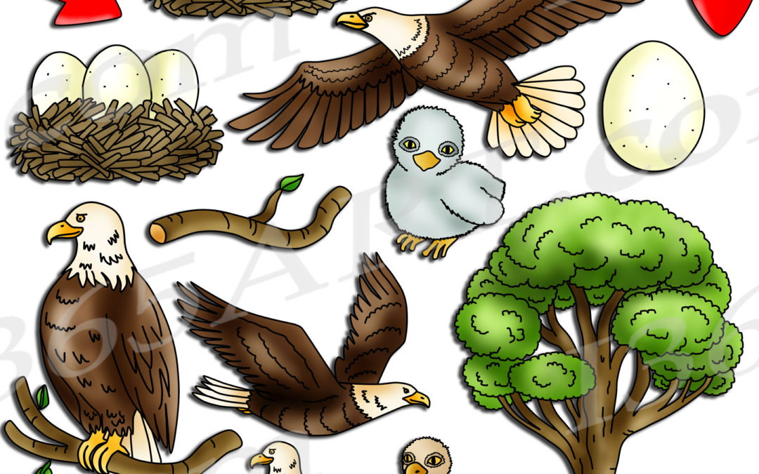 Bald Eagle Life Cycle Clipart Set