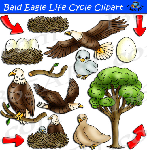 bald eagle life cycle clipart