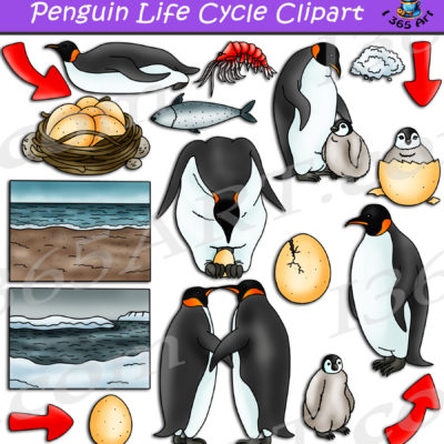 Penguin life cycle clipart