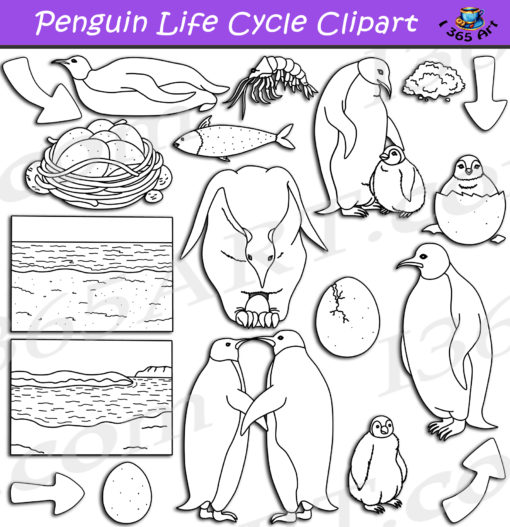 Penguin life cycle clipart black and white