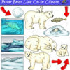 Polar Bear Life Cycle Clipart Graphics Set Clipart 4 School