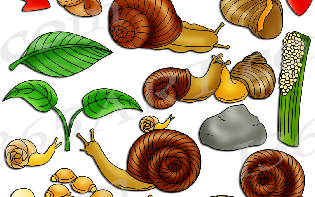 Snail Life Cycle Clipart Graphic Set